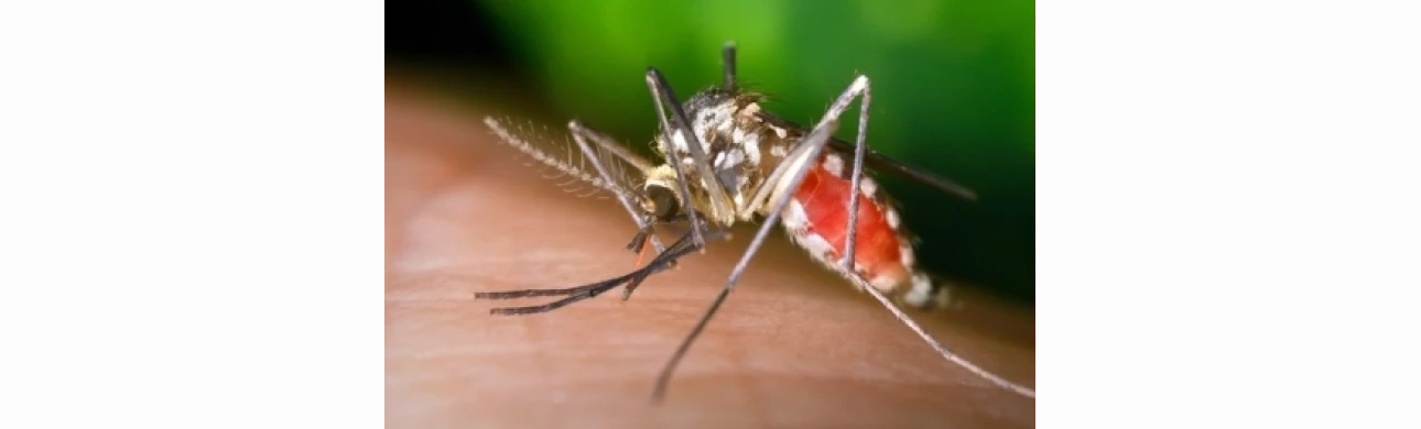 Horečka dengue - dočasné vyřazování dárců od 1. 10.2022